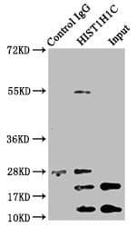 HIST1H1C Antibody