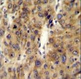 A1CF / ACF Antibody (aa394-423)