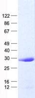 Human MRAS Protein (Recombinant His, N-Terminal)