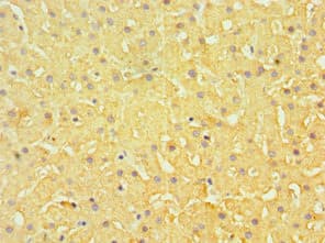 EFNB1 / Ephrin B1 Antibody (aa28-237)