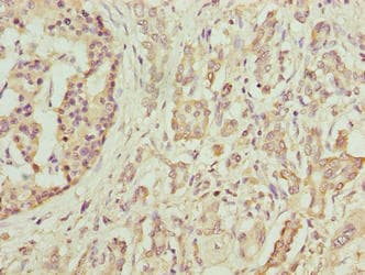 DEFB129 Antibody