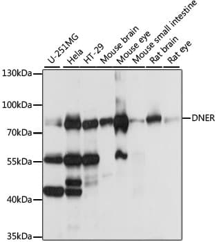 Polyclonal Rabbit anti-Human DNER / BET Antibody (WB)