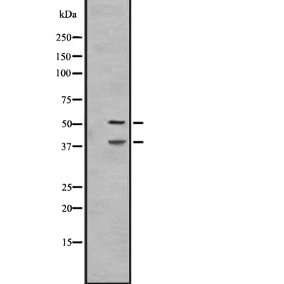 IL27 Antibody