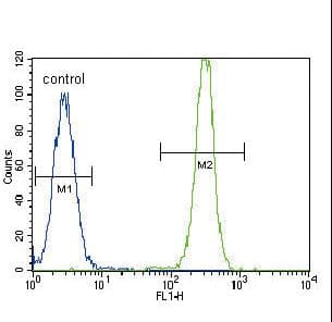 SMAD2 Antibody (Ser118)