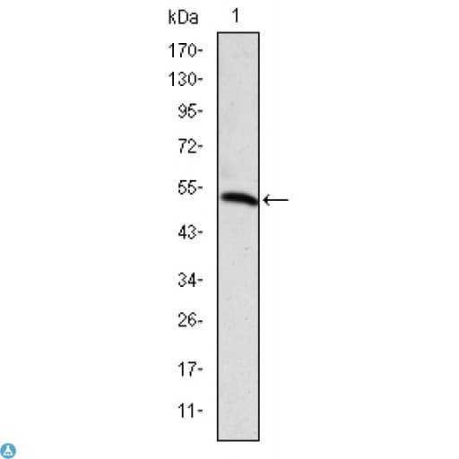PODXL / Podocalyxin Antibody