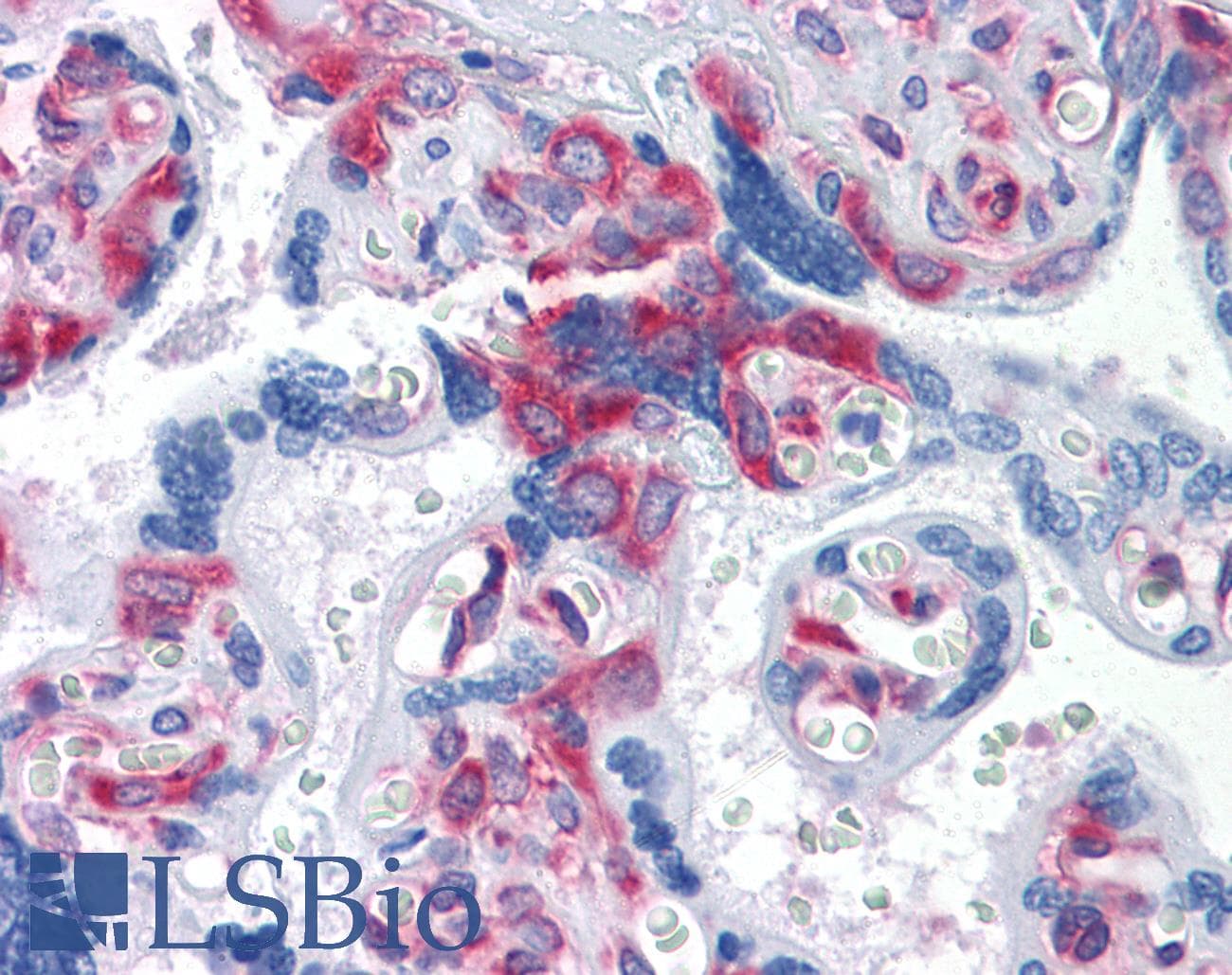 IHC-plus™ Monoclonal Mouse anti-Human G3BP1 / G3BP Antibody (clone 2F3, IHC, IF, WB)