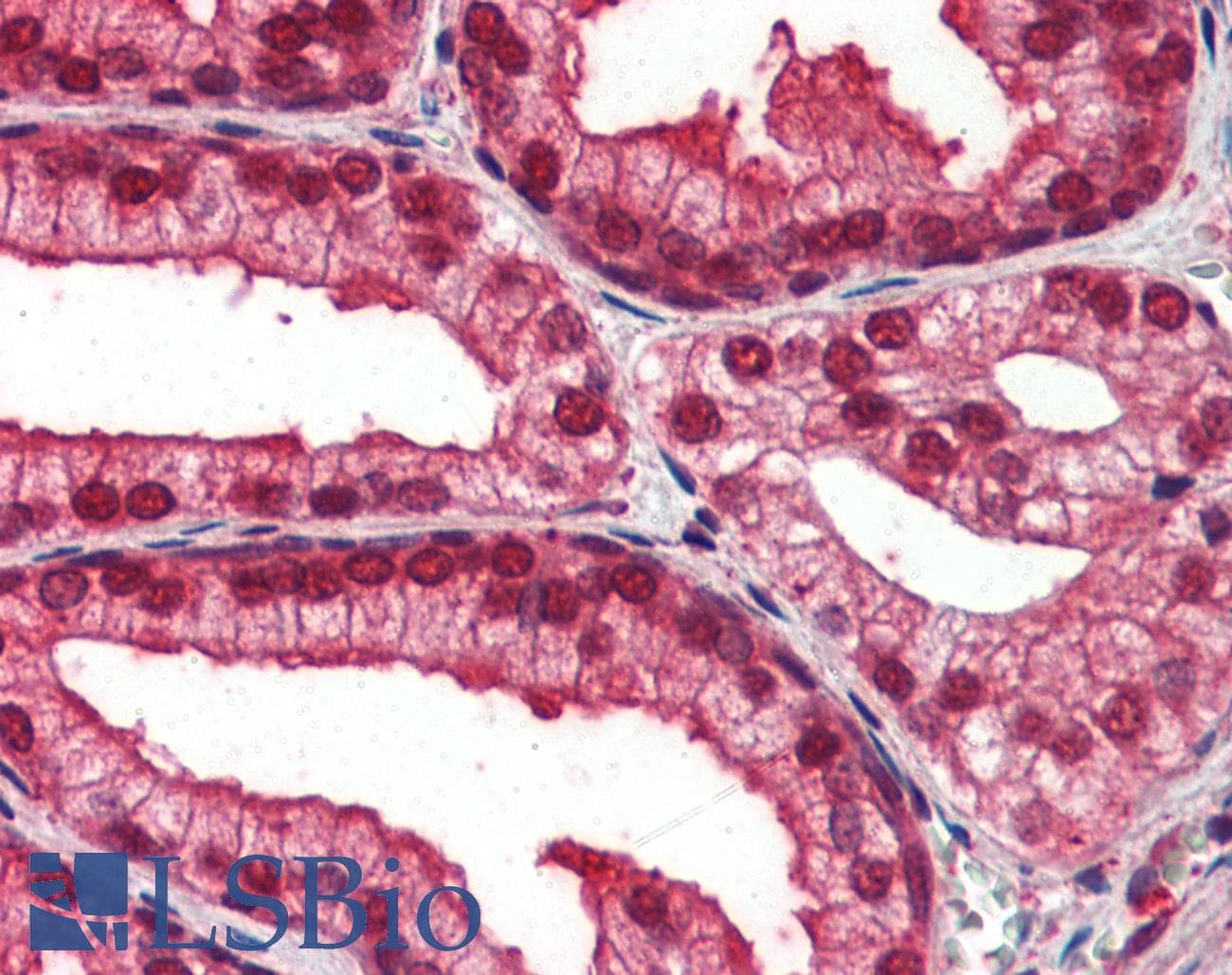 NOTCH4 Antibody (aa371-420)