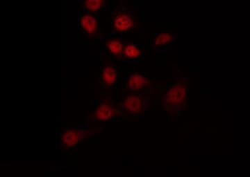 FOXL1 Antibody