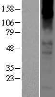 CHRNA2 Protein (Over-Expression Lysate Myc-DDK (Flag))