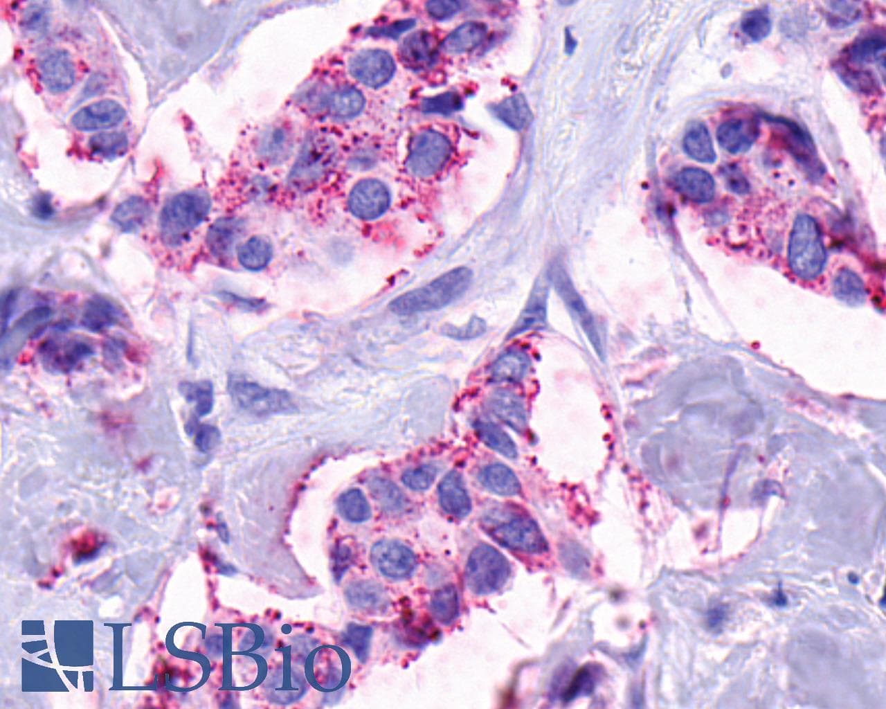 PathPlus™ GPR139 Antibody (Transmembrane Domain)