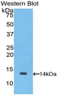Ccl9 / MIP-1 Gamma Antibody (aa27-117, Biotin)