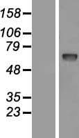 PCSK9 Protein (Over-Expression Lysate Myc-DDK (Flag))