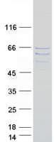 Human SAXO1 / FAM154A Protein (Recombinant Myc-DDK (Flag))
