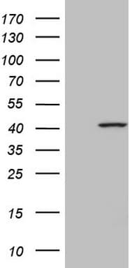SPATA22 Antibody (clone OTI2B1)
