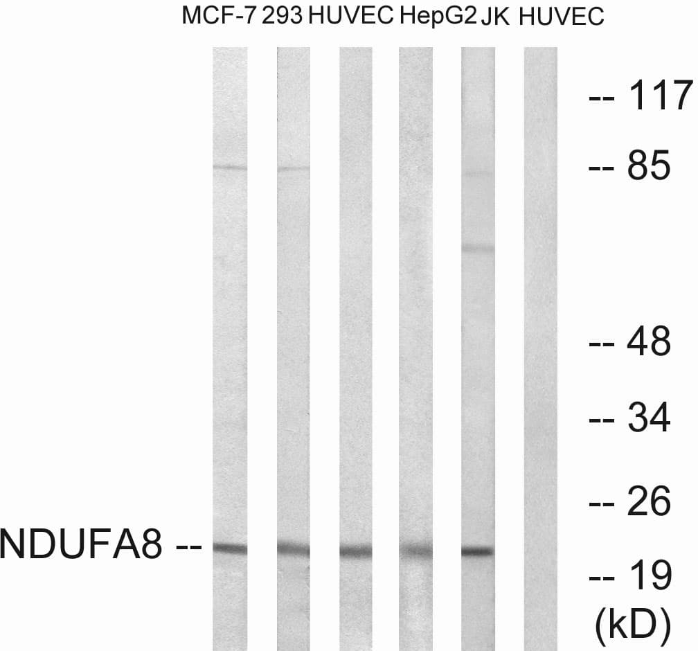 NDUFA8 Antibody (aa109-158)