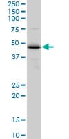 IHC-plus™ ERP44 Antibody (clone 3C7)