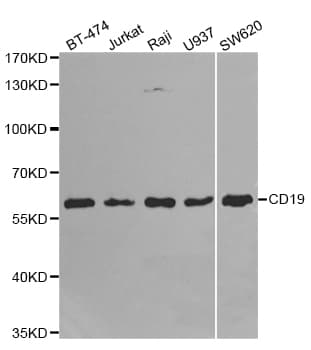 CD19 Antibody