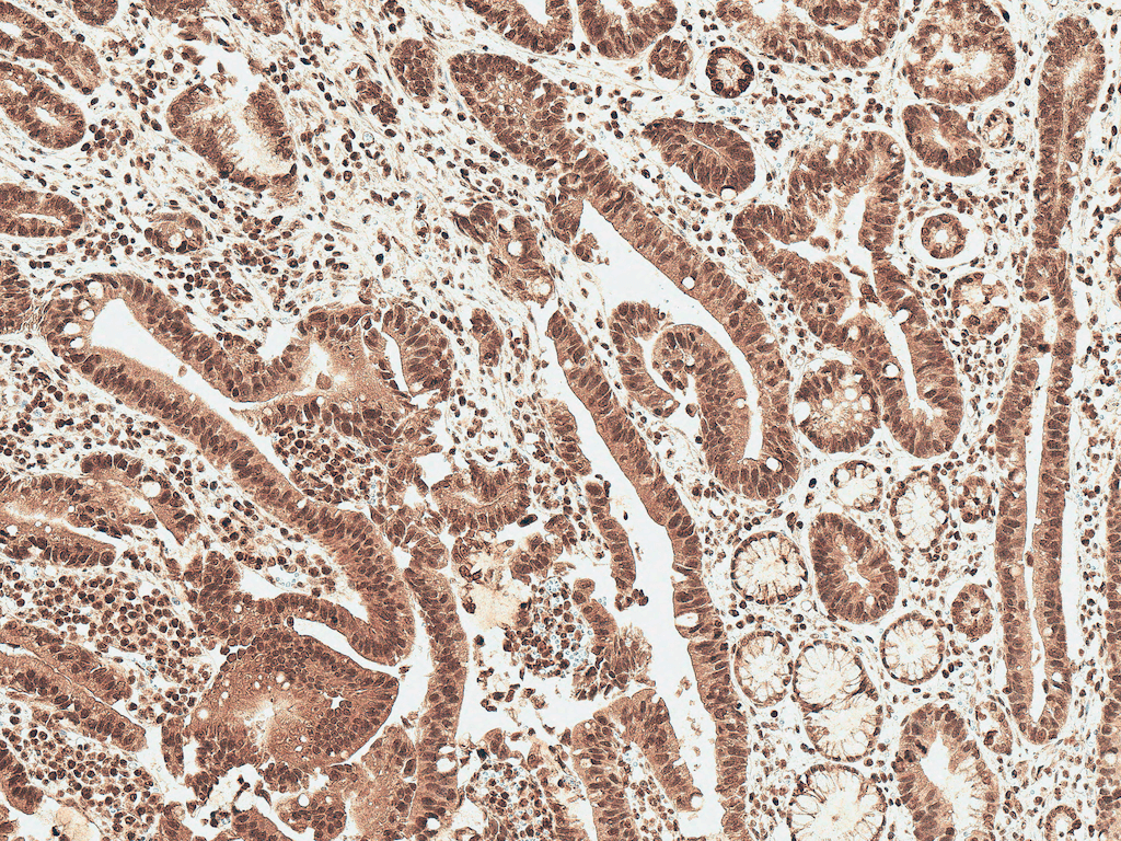 Ghrelin Antibody (Biotin)