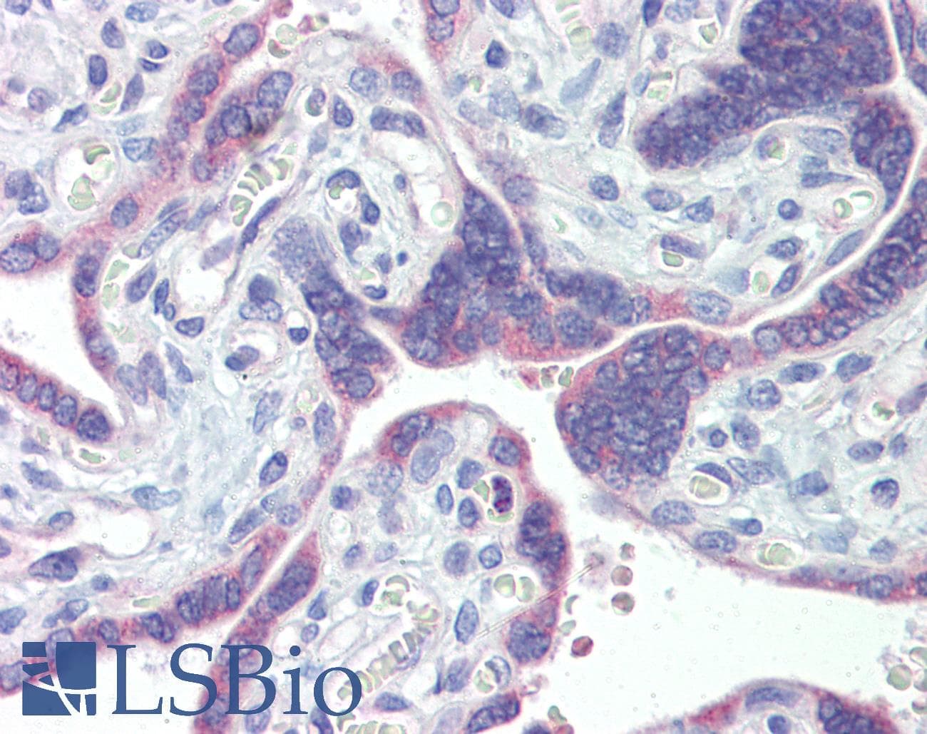 IHC-plus™ PDIA3 / ERp57 Antibody