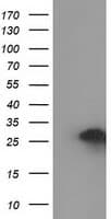 ZFAND2B Antibody (clone OTI1D5)