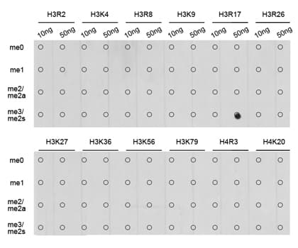 Histone H3 Antibody (Sym-Di-Methyl-Arg17)