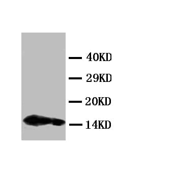 IL4 Antibody (aa123-140)