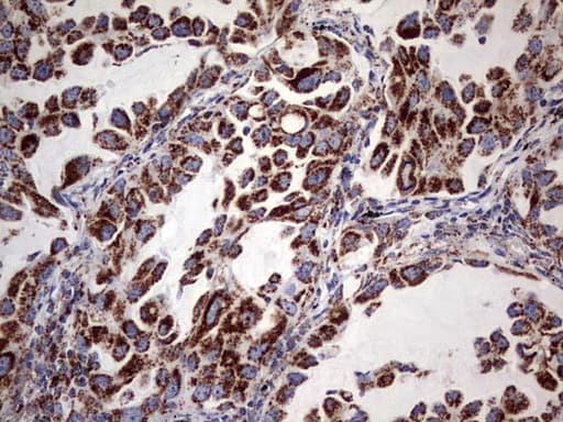 ATP5O Antibody (aa24-213, clone OTI2E9, Carrier-free)