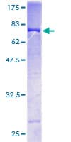 Human SEPT10 /Septin 10 Protein (Recombinant GST)