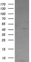 VIPERIN / RSAD2 Antibody (clone OTI4D12)