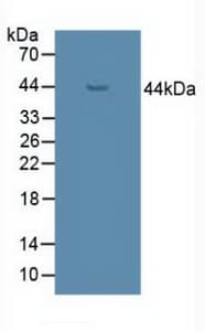UGCG Antibody (aa39-171, APC)