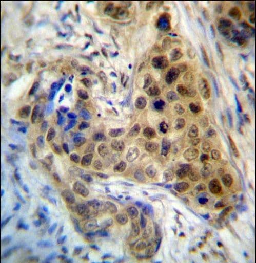 RPL3 / Ribosomal Protein L3 Antibody (aa224-251)