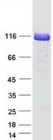 Human UNC5H3 / UNC5C Protein (Recombinant Myc-DDK (Flag))