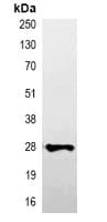 Monoclonal Mouse V5 Tag Antibody (IF, WB)