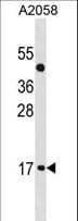 ATOH7 / MATH5 Antibody (aa85-112)