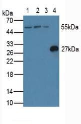 CFLAR / FLIP Antibody (aa43-281)