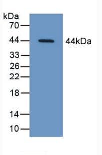 SERPINB9 / PI9 Antibody (aa1-376, Cy3)