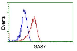 GAS7 Antibody (clone OTI6G5)