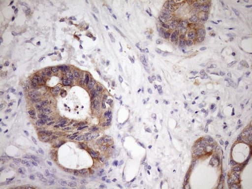 GLOD2 / MCEE Antibody (clone OTI6A1)
