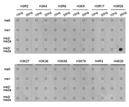 Polyclonal Rabbit anti-Human Histone H3 Antibody (Sym-Di-Methyl-Arg26, IF, WB)