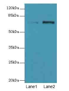 NETO2 Antibody