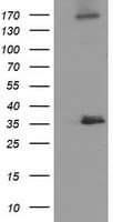 NUDT6 Antibody (clone OTI9D12)