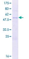 Human ZBED2 Protein (Recombinant GST)