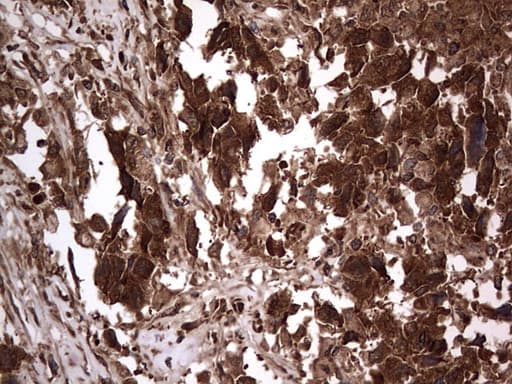 H2AFY2 Antibody (aa2-261, clone OTI1C2)