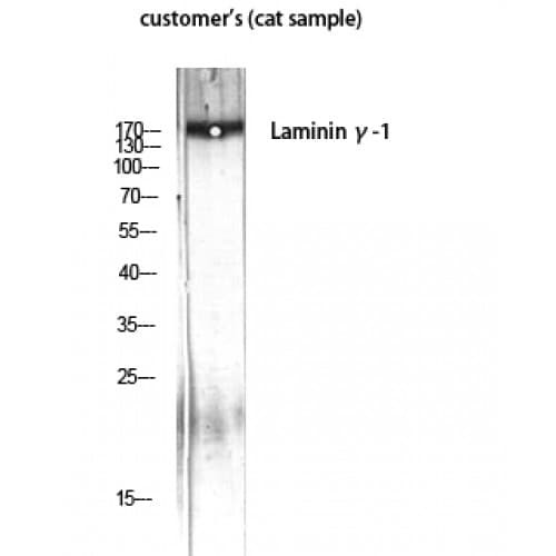 LAMC1 / Laminin Gamma 1 Antibody (1420-1500 aa, C-terminal)