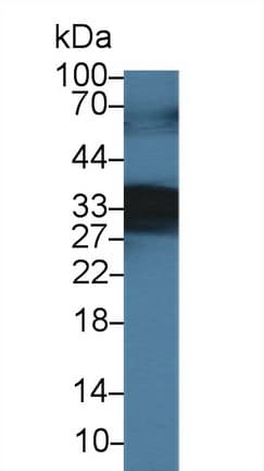 SCGN / Secretagogin Antibody (aa1-276, APC)