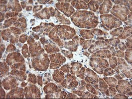 MAP2K1 / MKK1 / MEK1 Antibody (clone OTI8A6, Carrier-free)