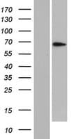 PLEKHN1 Protein (Over-Expression Lysate Myc-DDK (Flag))