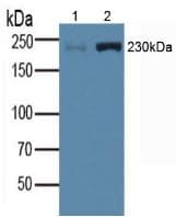 PathPlus™ MYH1 Antibody (aa585-794)