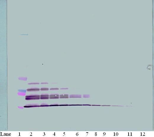 CCL22 / MDC Antibody (Biotin)