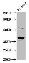 CD300LG Antibody